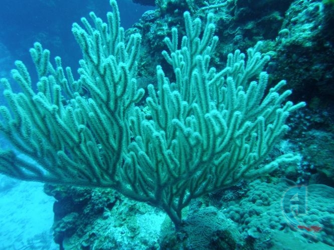 coral de fuego del caribe